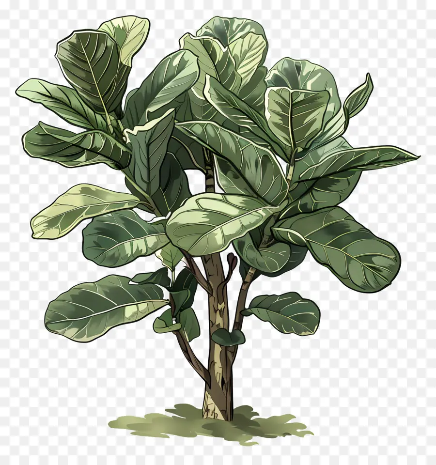 Ficus Lyrata，Plante Verte PNG