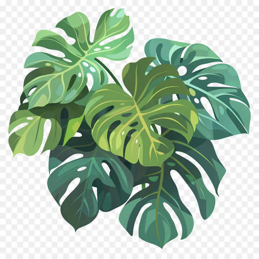 Plante Monstera，Feuilles Tropicales PNG