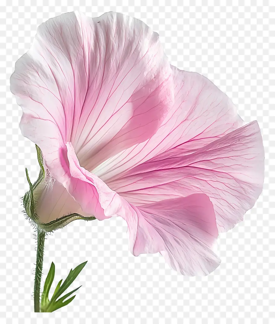 Bonjour，Fleur Rose PNG