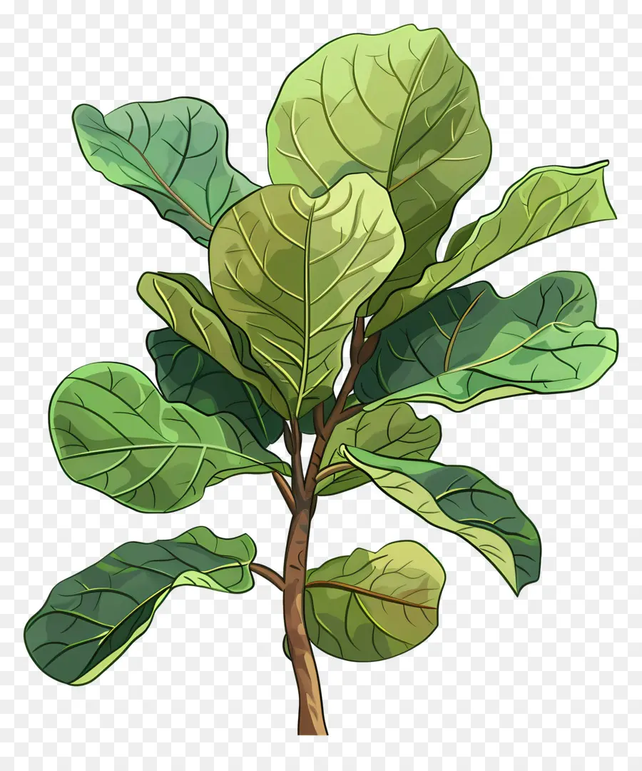 Ficus Lyrata，Usine PNG