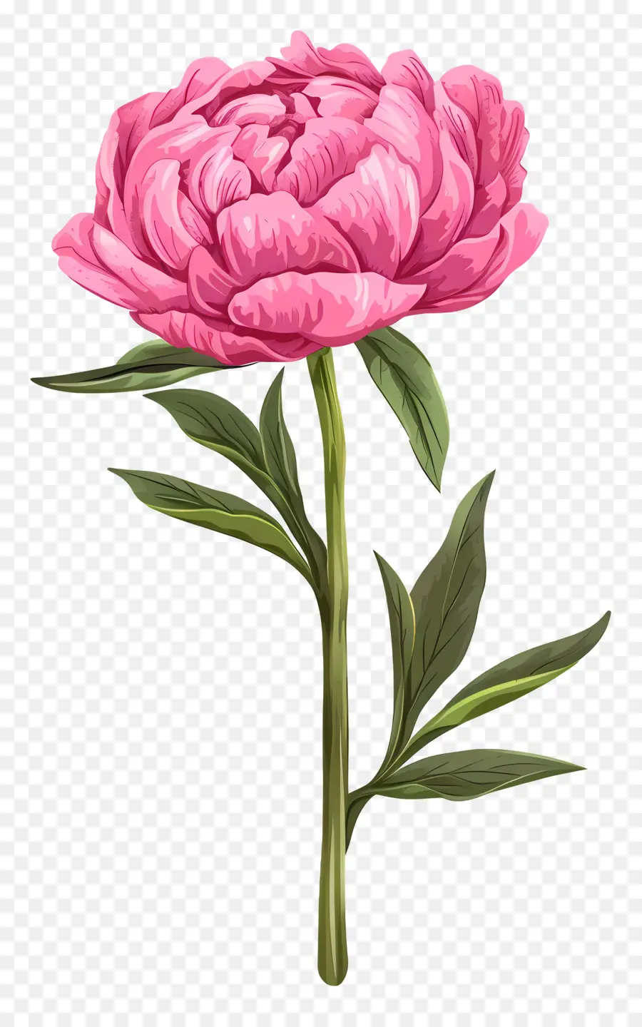 Pivoine Rose，Pivoine PNG