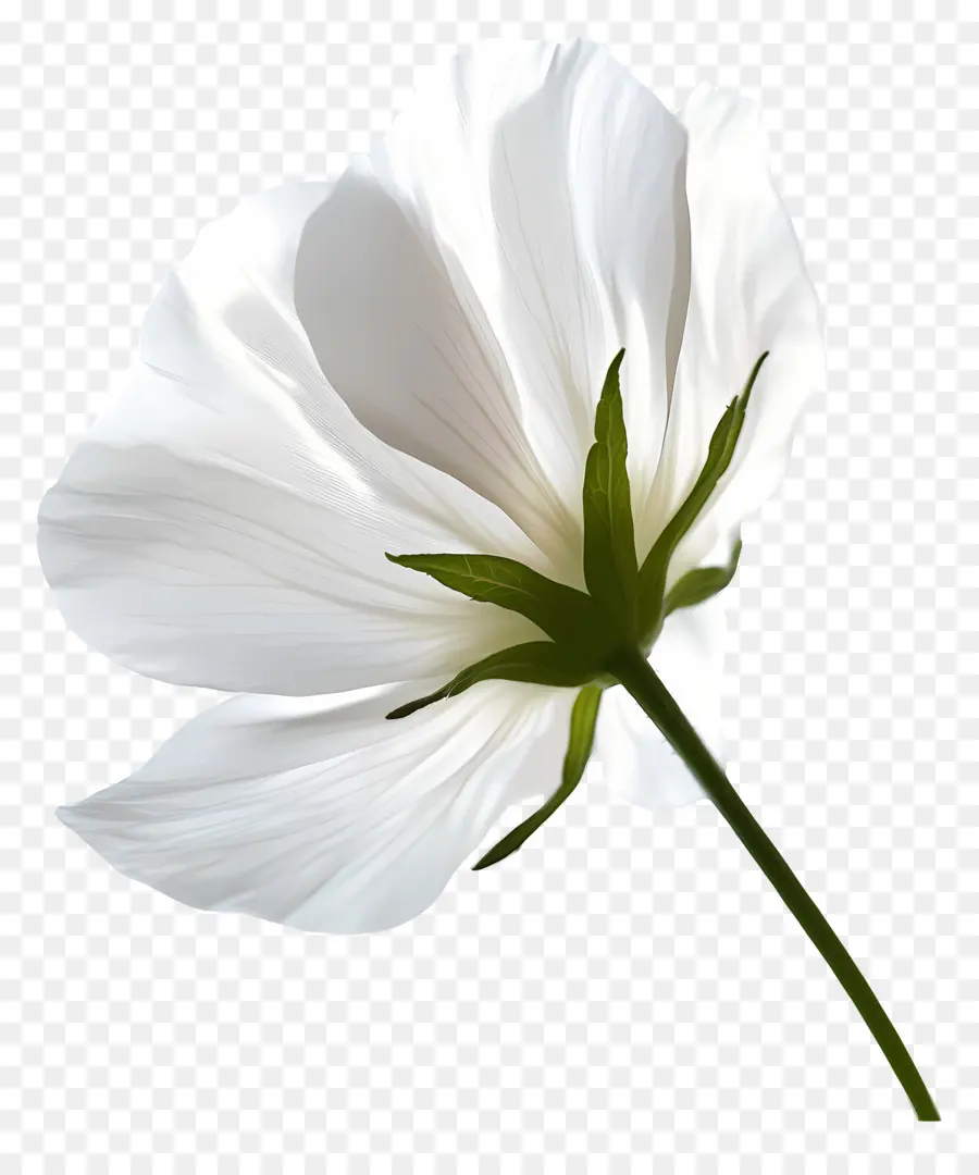 Bonjour，Fleur Blanche PNG