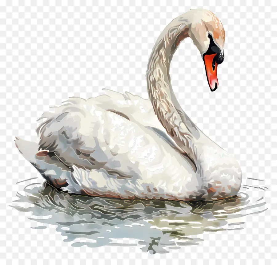 Cygne Mignon，Cygne PNG