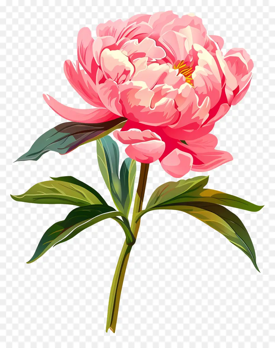 Pivoine Rose，Fleur PNG