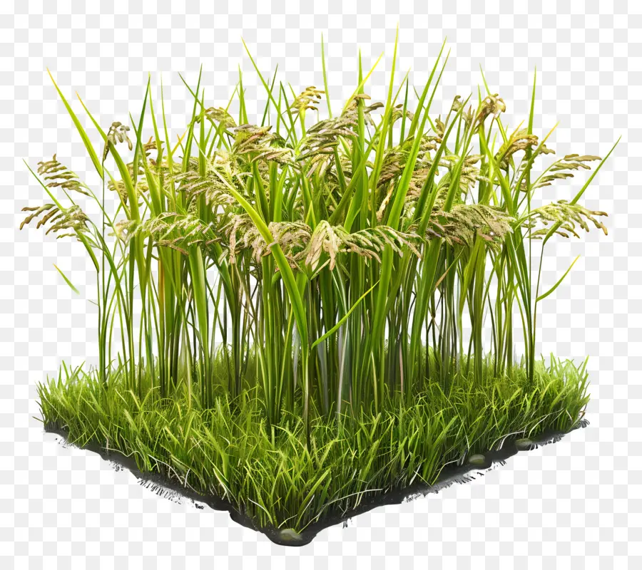 Rizière，Herbe Verte PNG