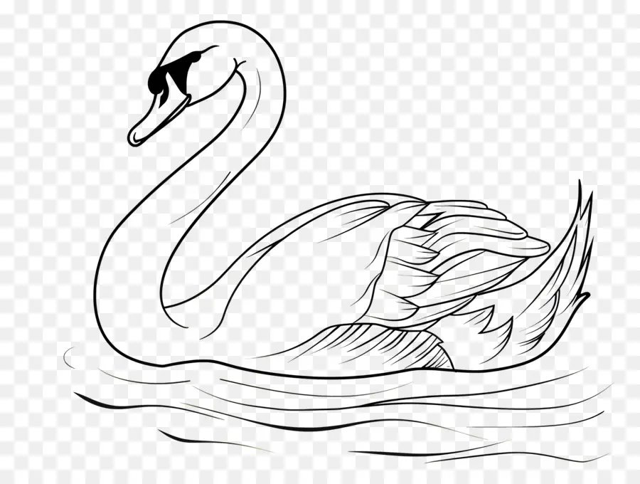 Contour Du Cygne，Cygne PNG