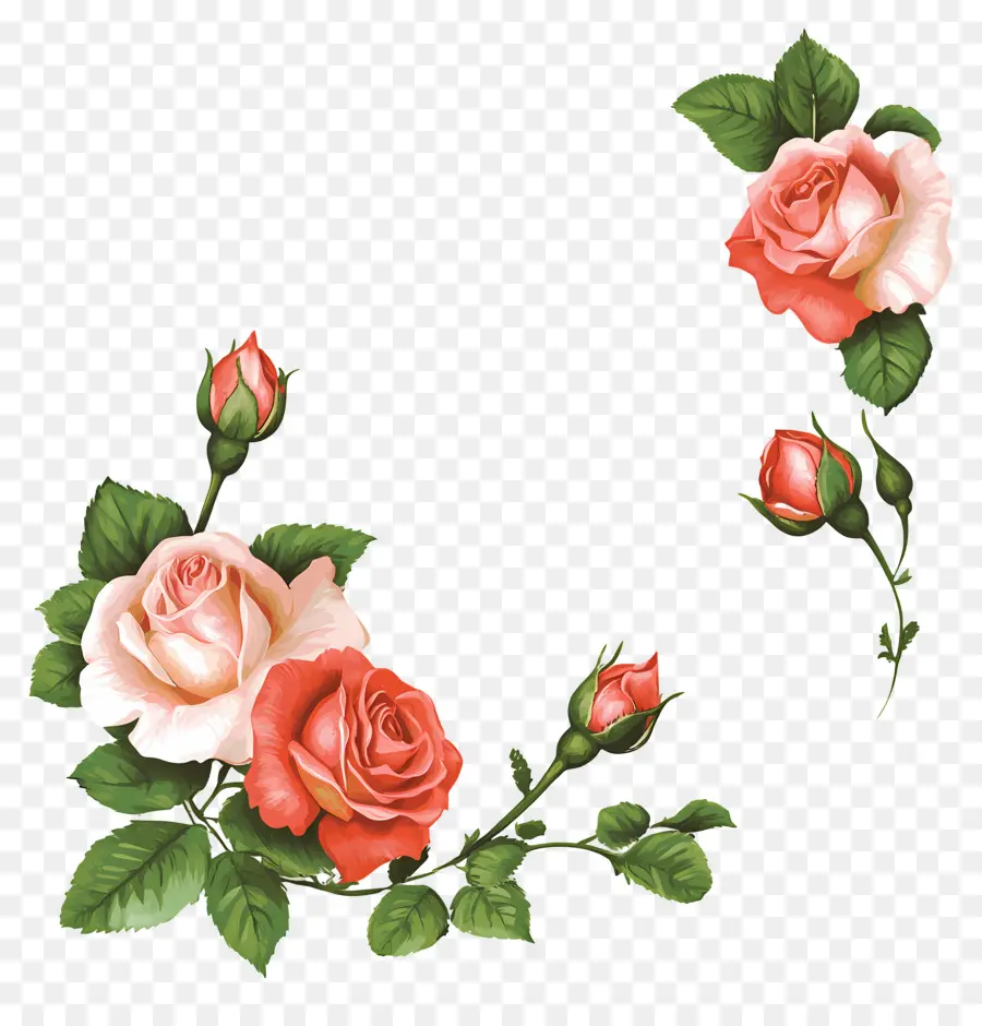 Rose，Roses Roses PNG