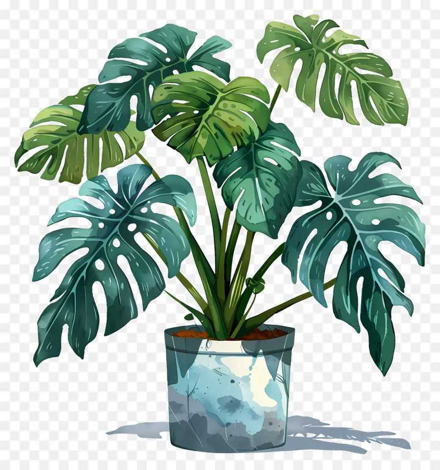 Plante Monstera，Plantes En Pot PNG