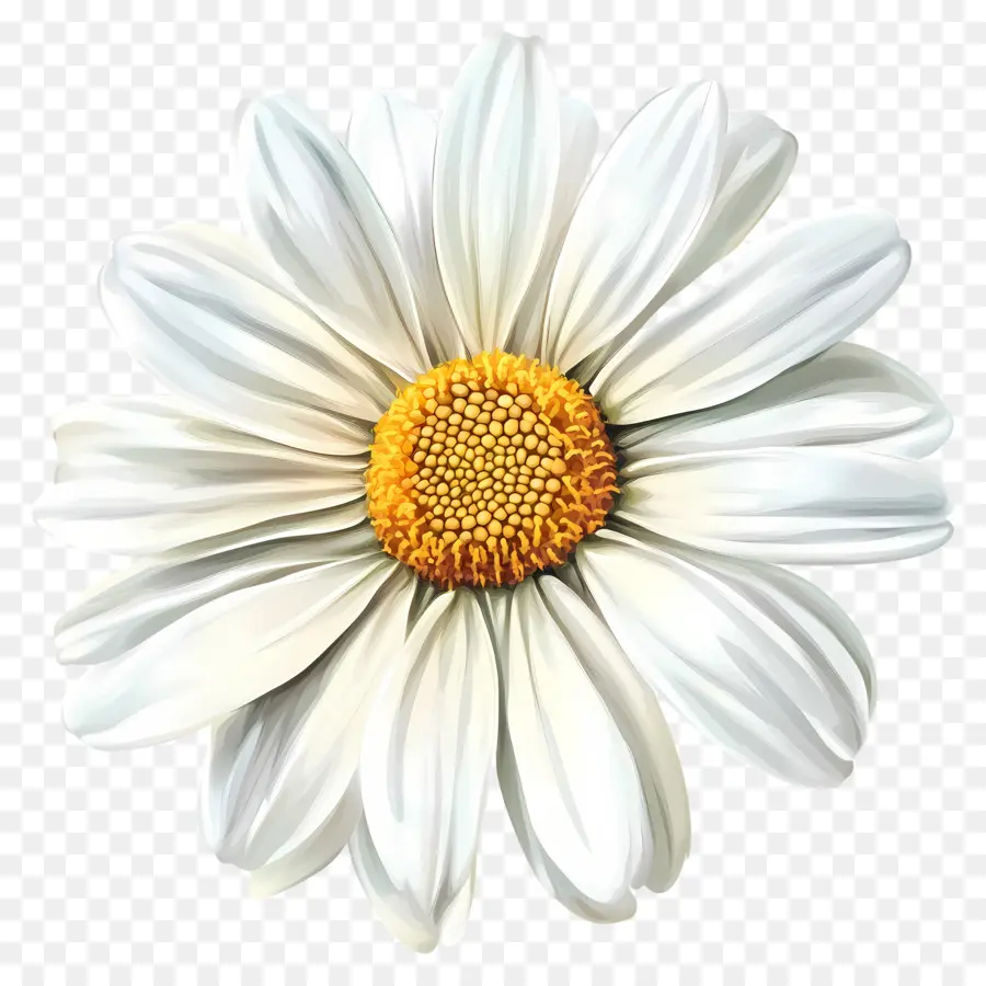 Bonjour，Fleur Blanche PNG