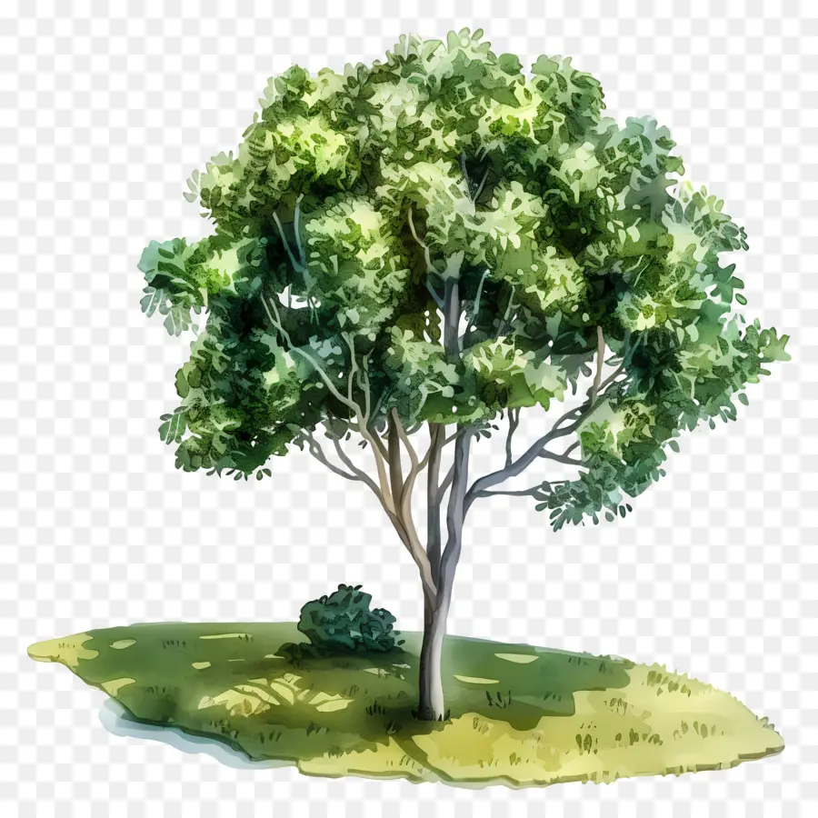 Arbre Aquarelle，Arbre Vert PNG