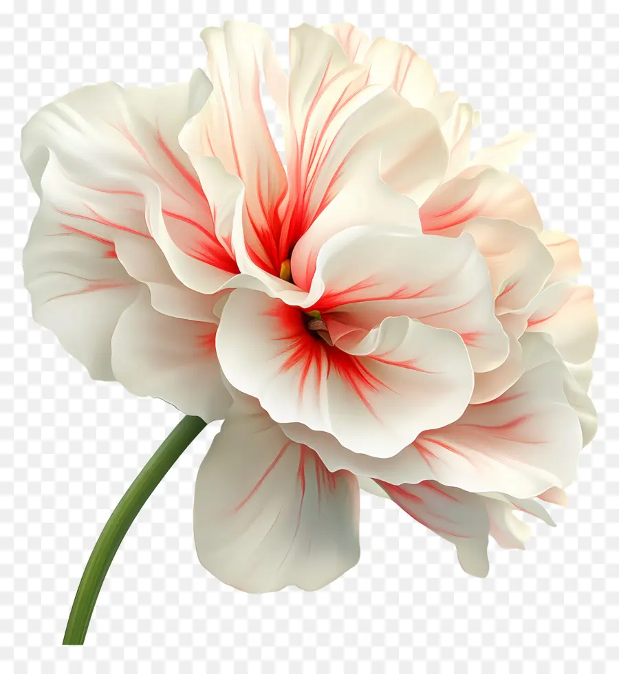 Bonjour，Fleur Rouge Et Blanche PNG