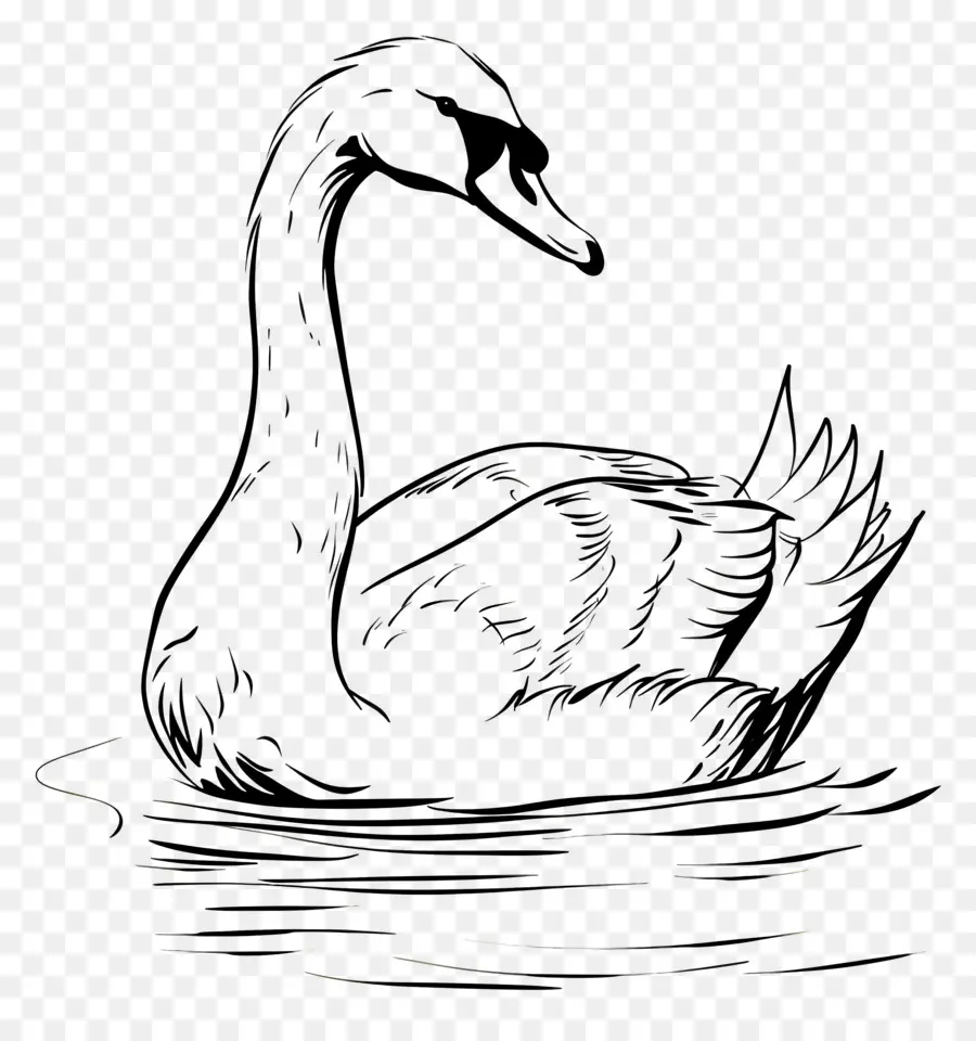 Contour Du Cygne，Cygne PNG