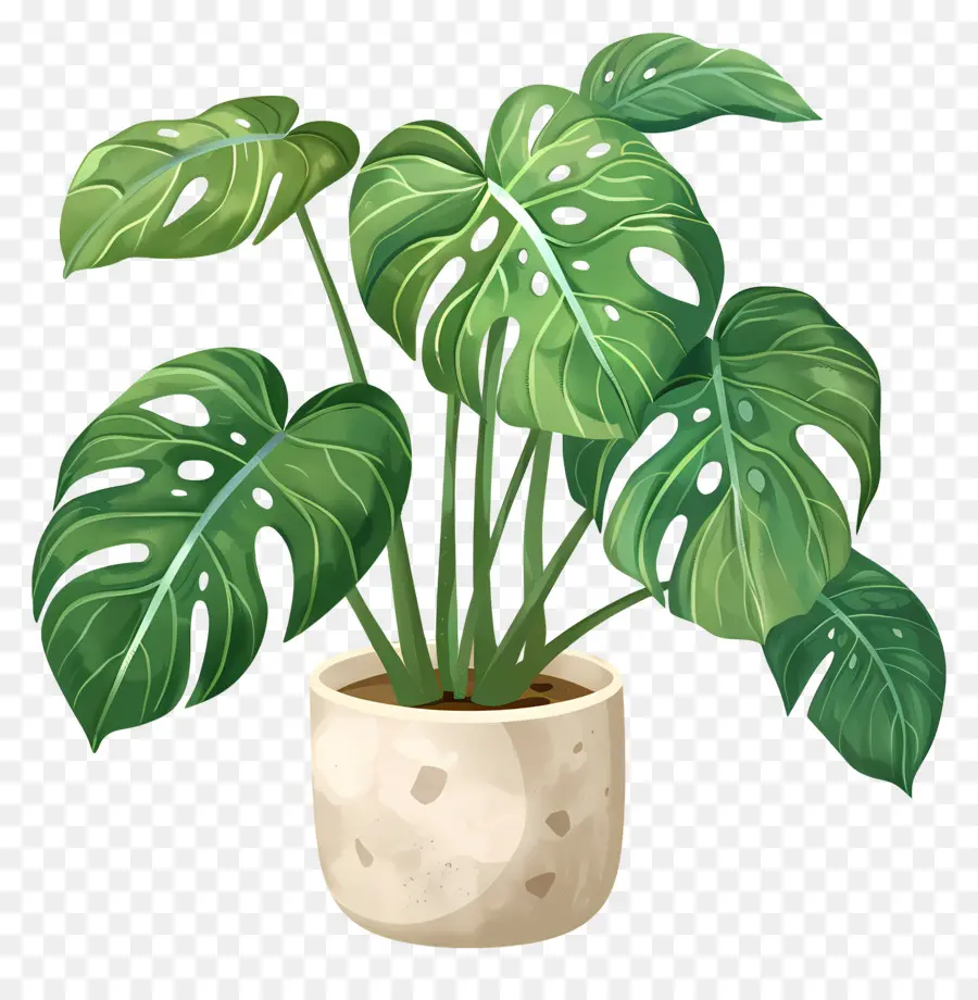 Plante Monstera，Plante En Pot PNG