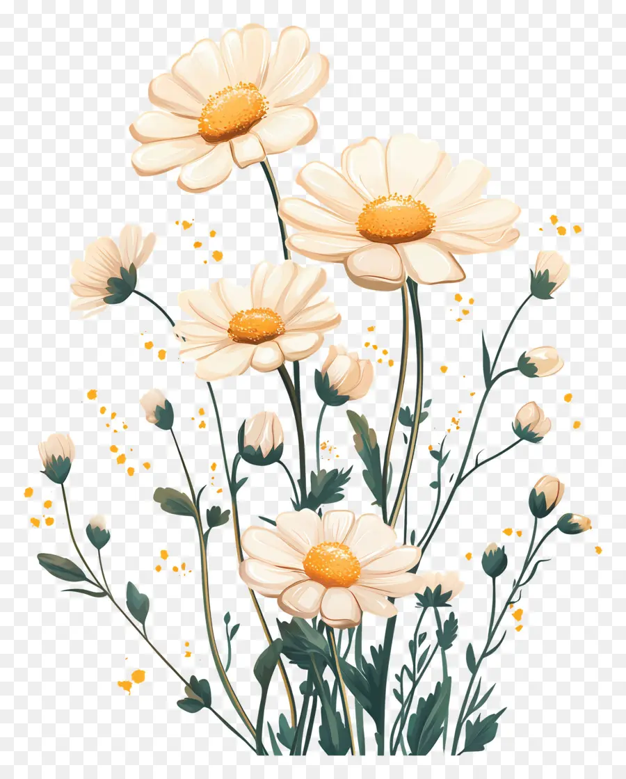 Bonjour，Marguerites PNG