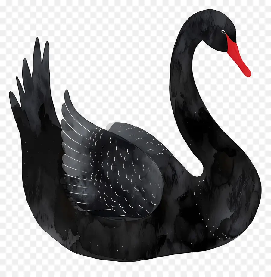 Cygne Noir，Plumes PNG