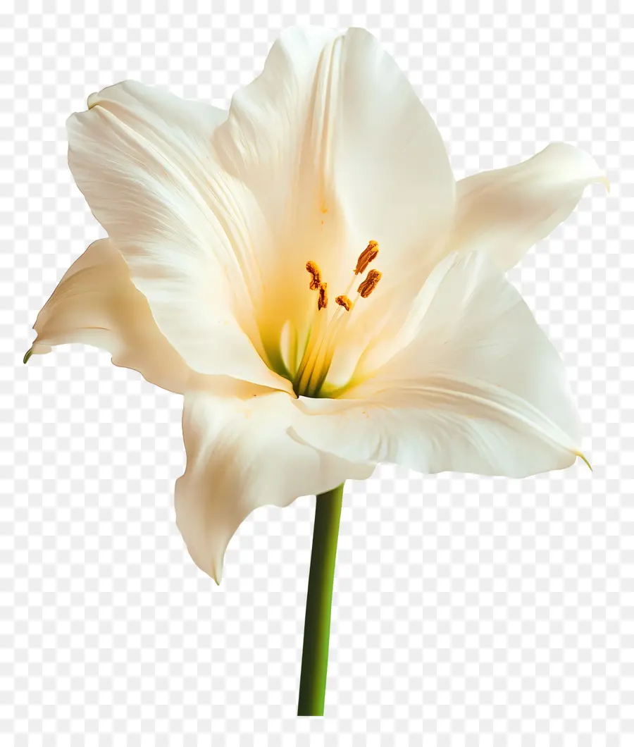 Bonjour，Fleur Blanche PNG