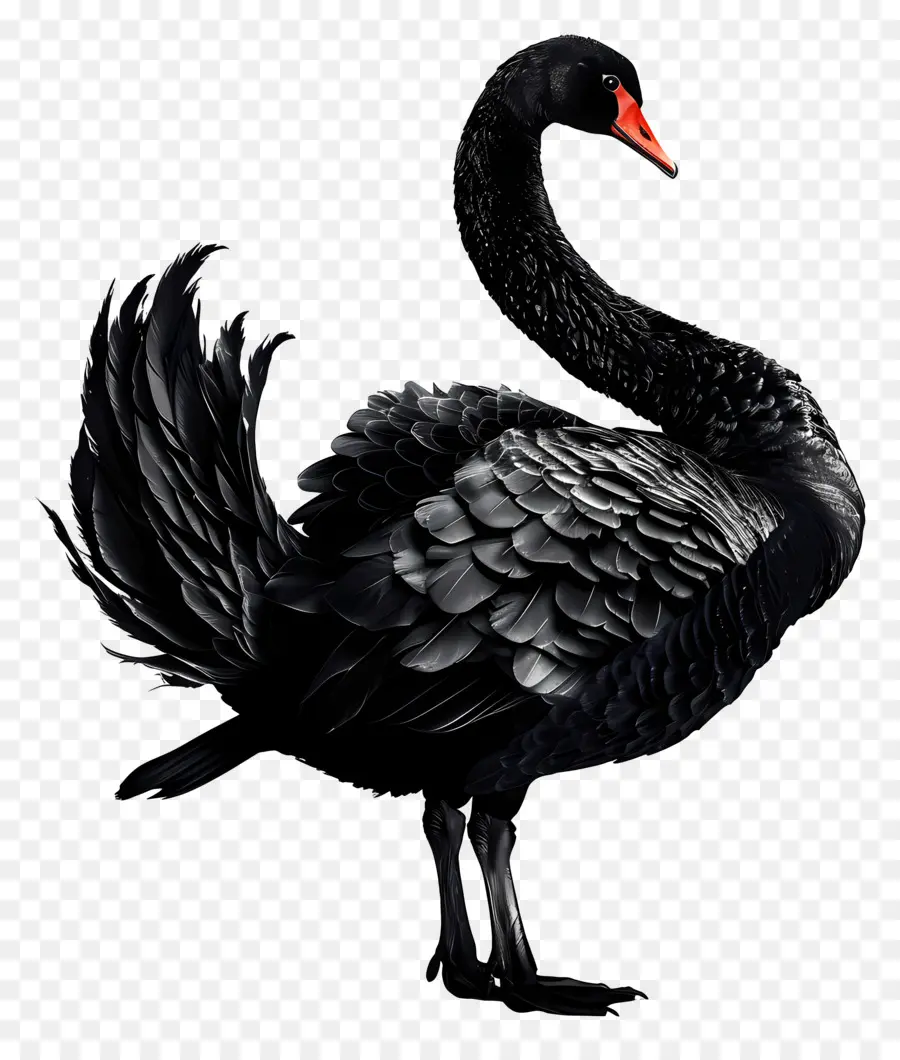 Cygne Noir，Bec Rouge PNG