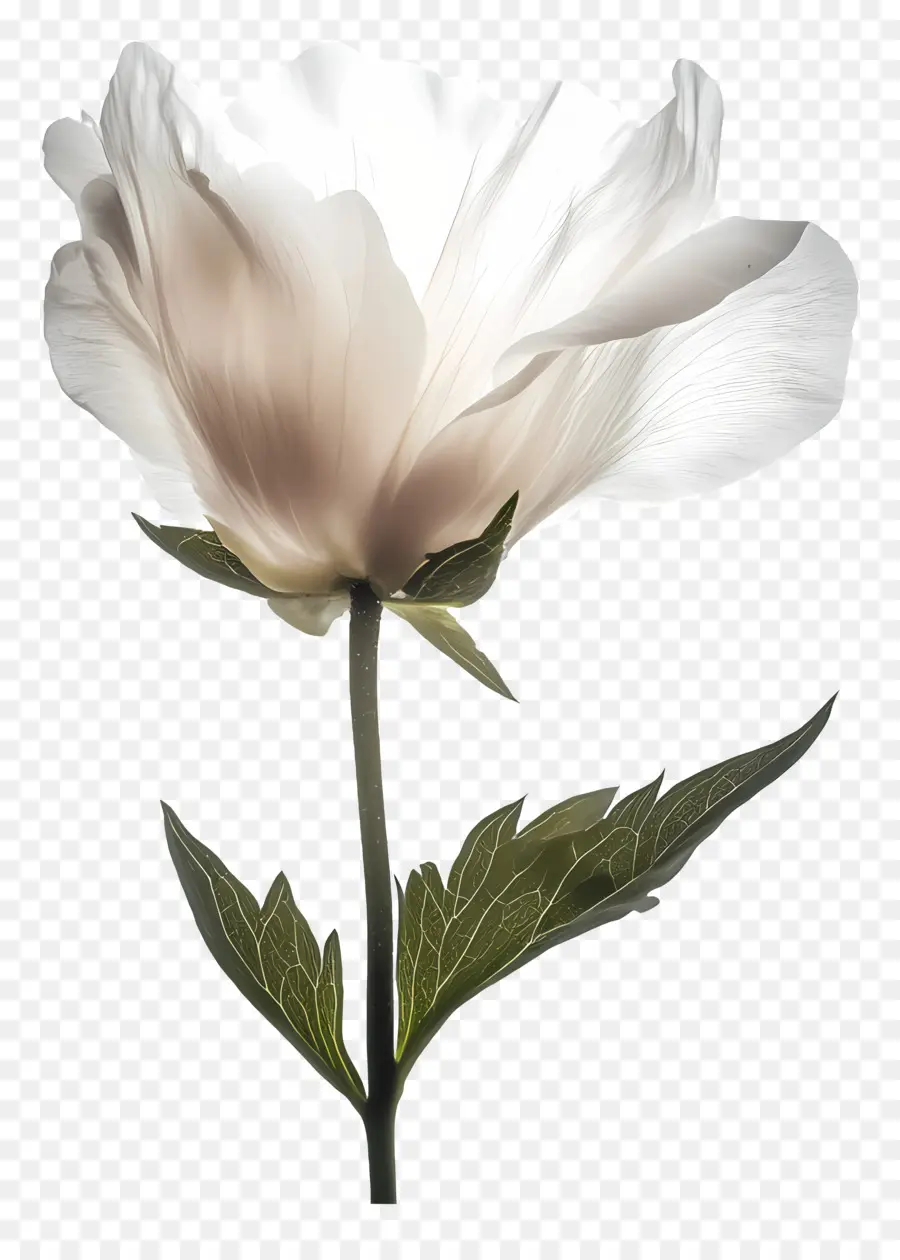 Bonjour，Fleur Blanche PNG