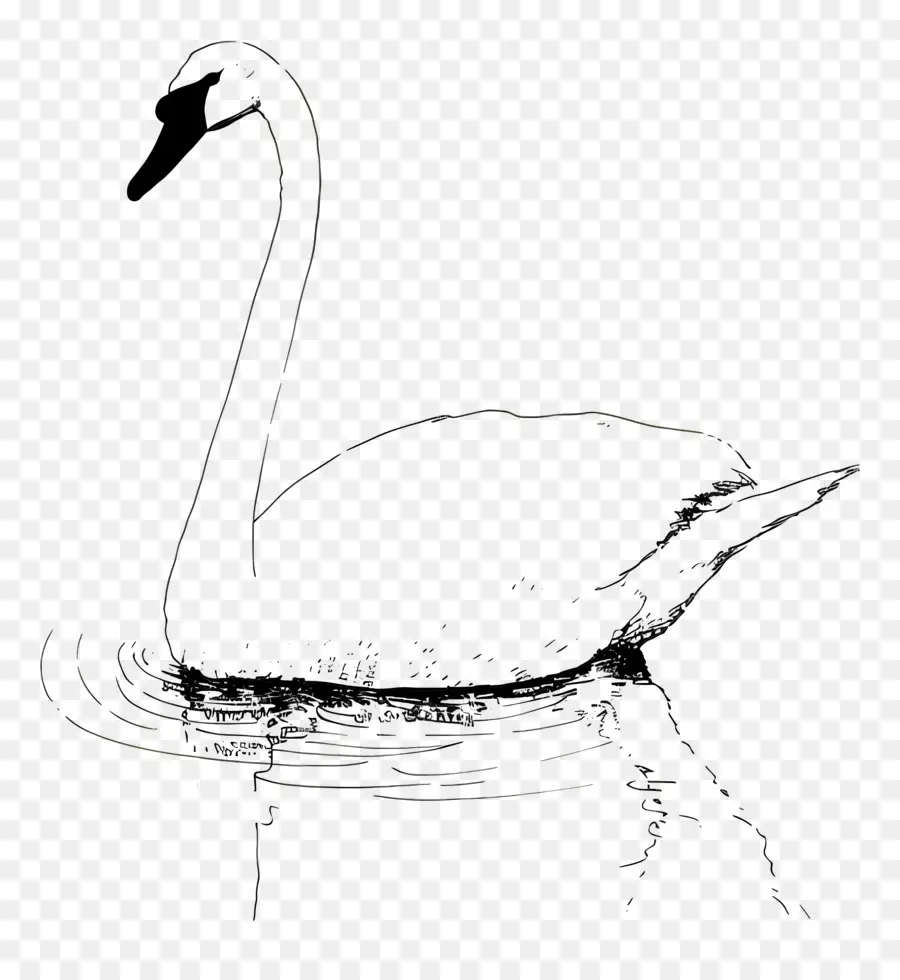 Contour Du Cygne，Cygne PNG