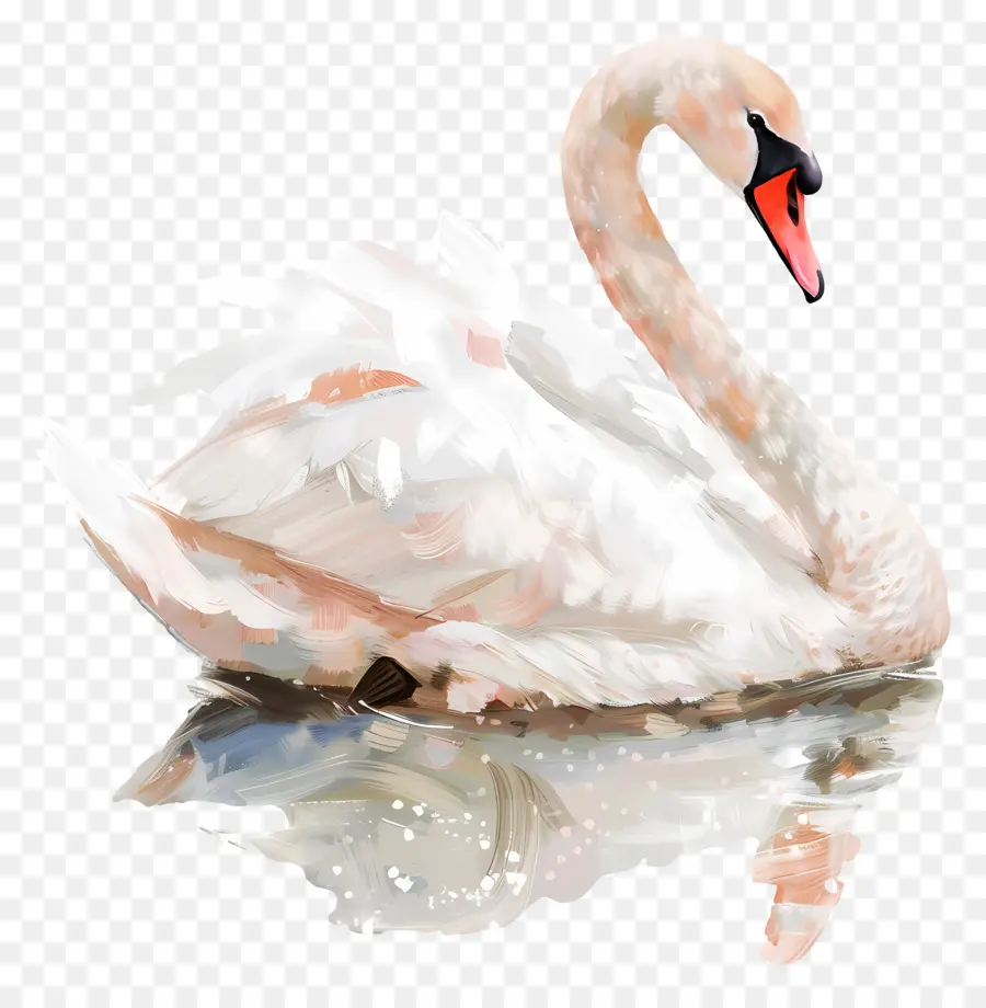 Cygne Mignon，Cygne Blanc PNG