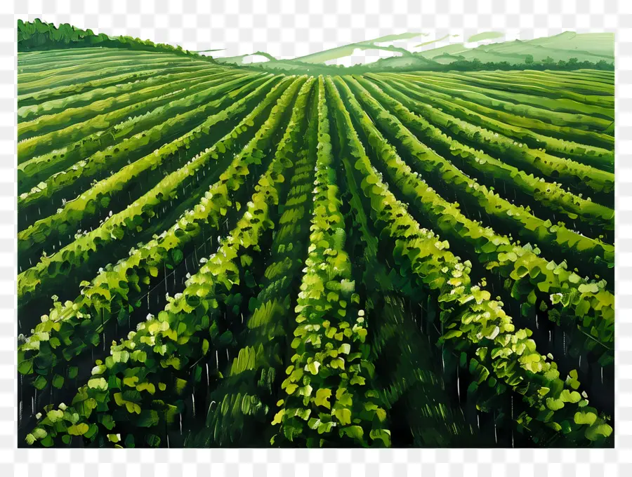 Champ De Vigne，Vignoble Vert PNG