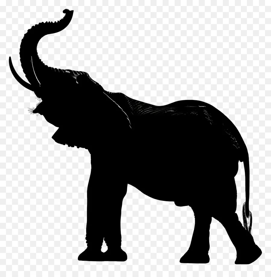 Trompe D'éléphant Jusqu'à La Silhouette，Silhouette D'éléphant PNG