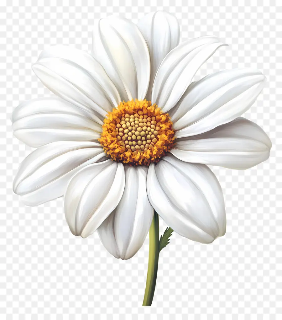 Bonjour，Fleur Blanche PNG