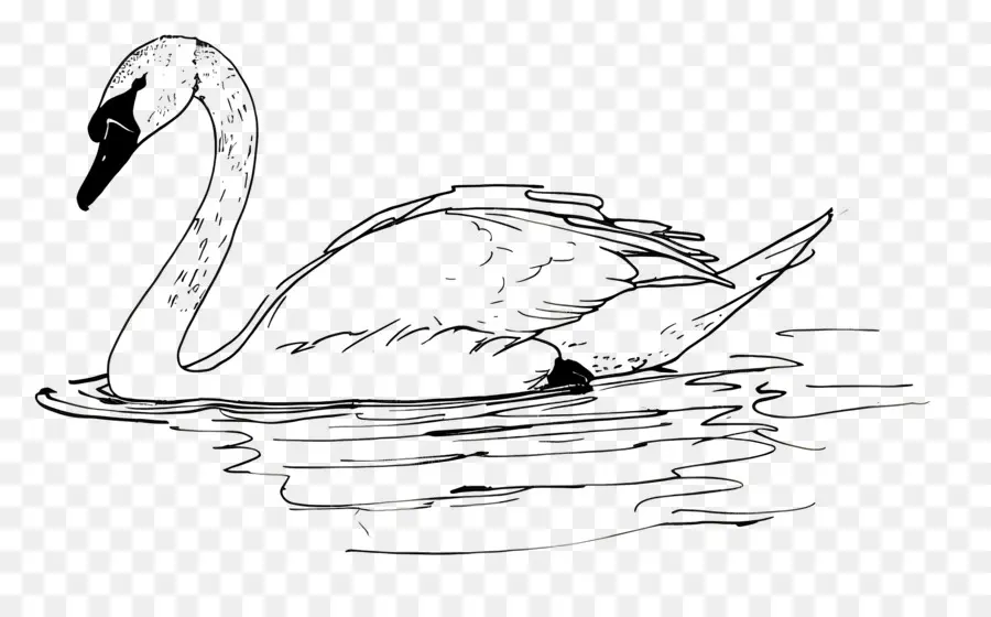 Contour Du Cygne，Cygne PNG