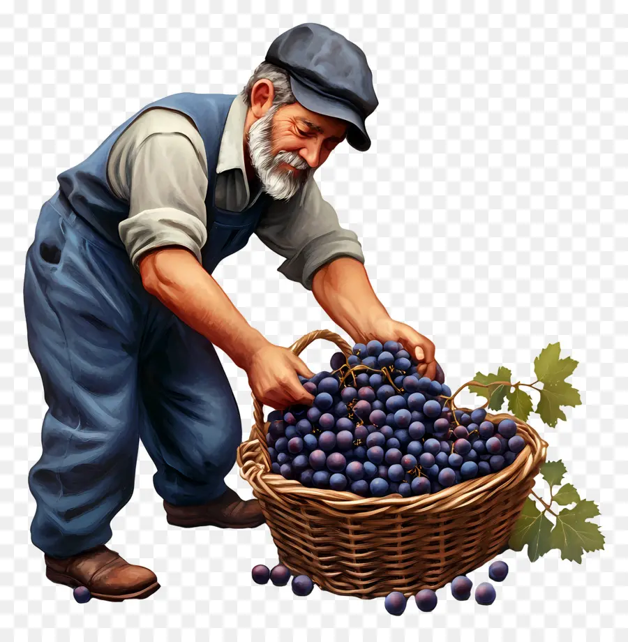 Récolte Des Raisins，Vendange PNG