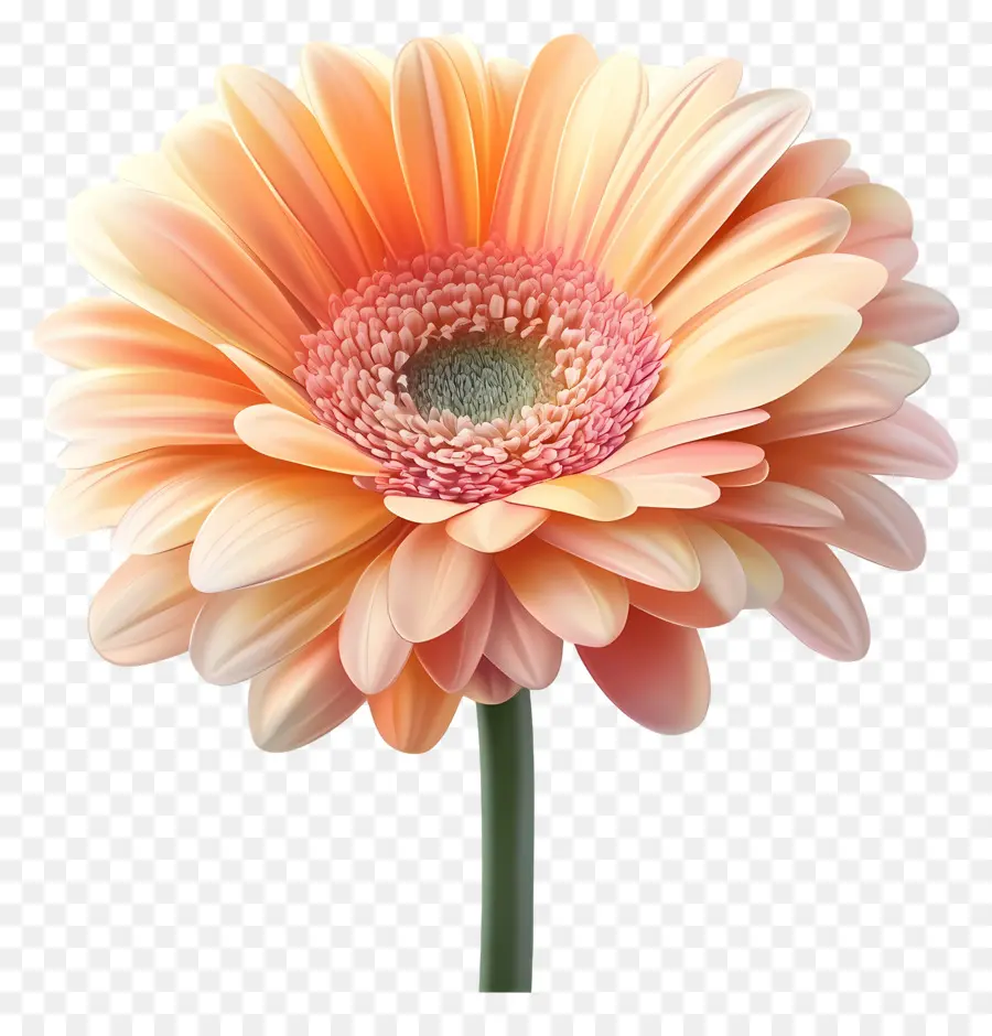 Bonjour，Fleur Blanche Et Rose PNG