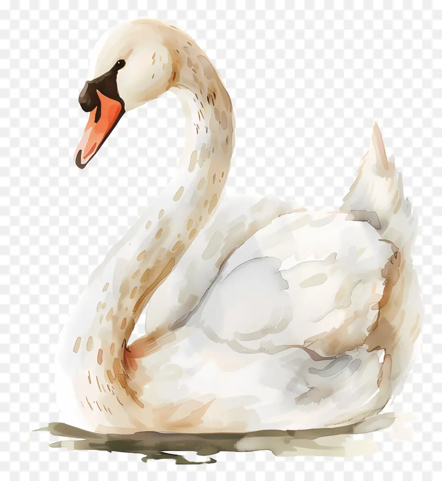 Cygne Mignon，Cygne Blanc PNG