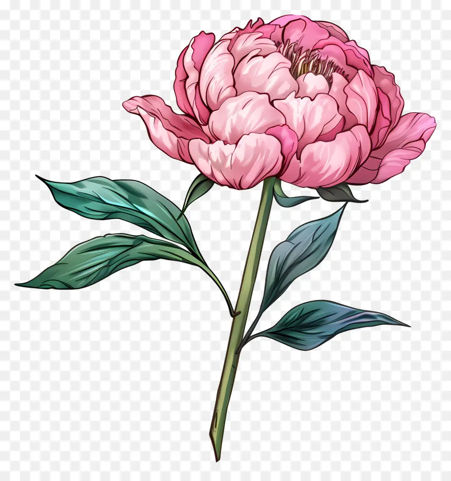 Pivoine Rose，Fleurs De Pivoine PNG