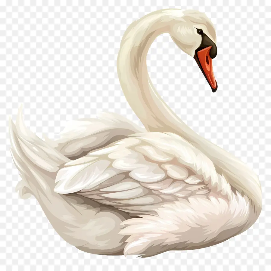 Cygne Mignon，Illustration Du Cygne PNG