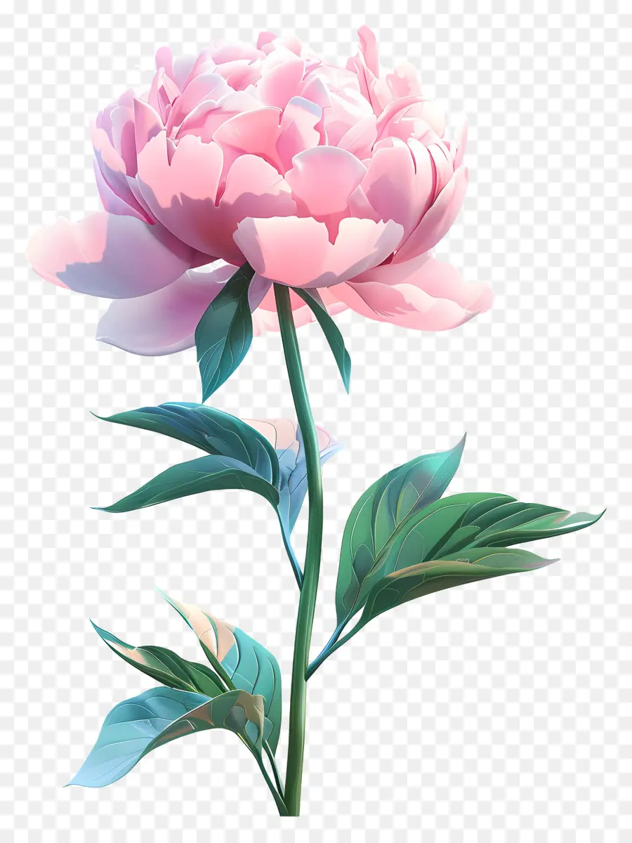 Pivoine Rose，Oeillet Rose PNG