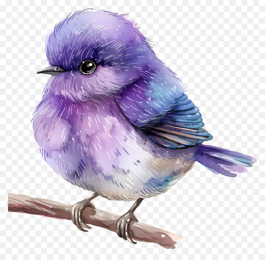 Oiseau Violet，Plumes PNG