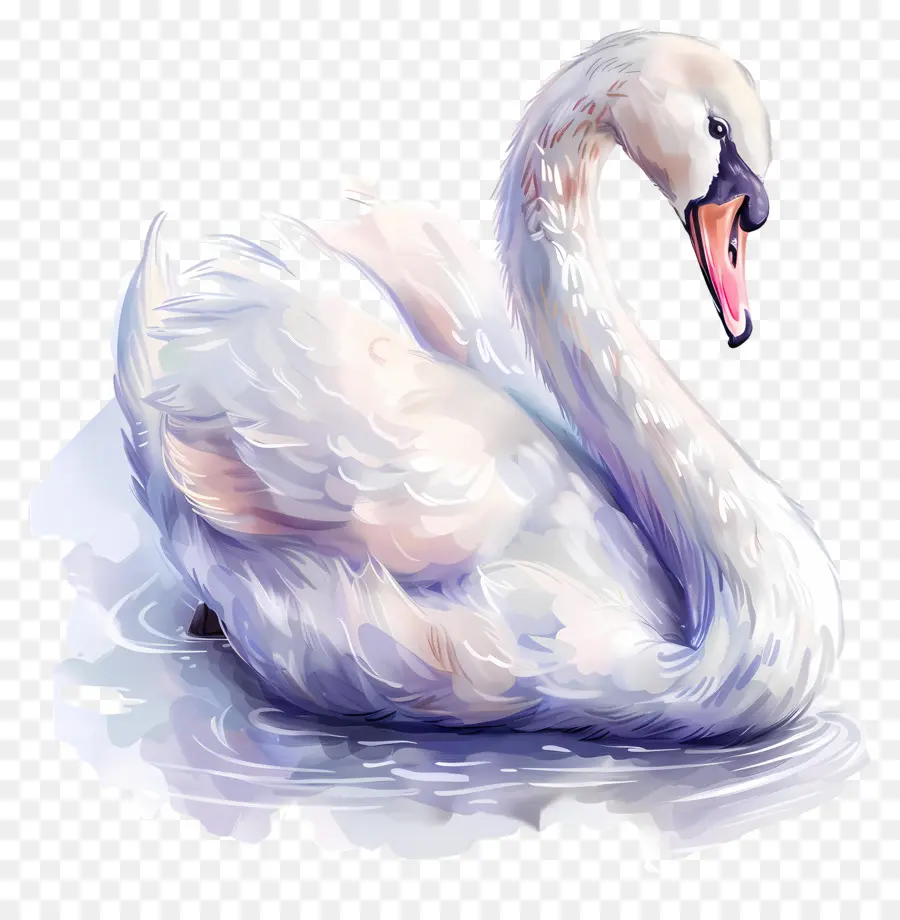 Cygne Mignon，Cygne Blanc PNG