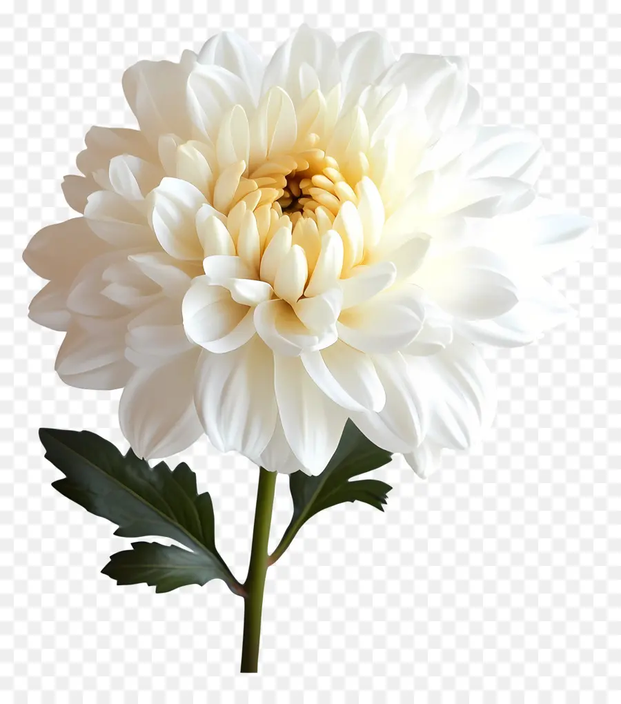 Bonjour，Chrysanthème PNG