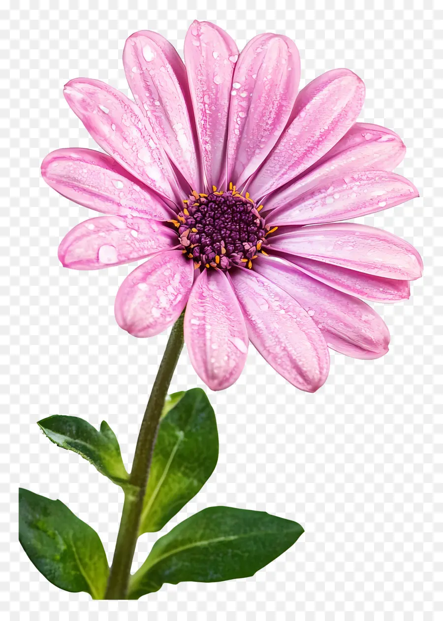 Bonjour，Fleur PNG