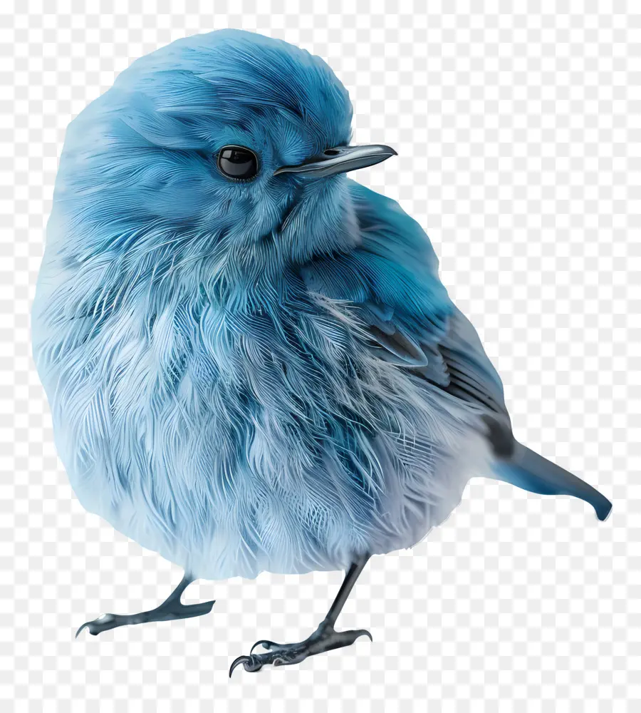 Oiseau Bleu，Duveteux PNG