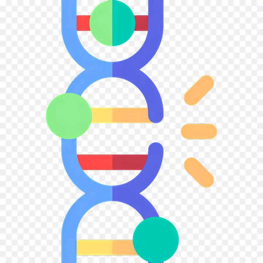 Mutation De L'adn，Brin D'adn PNG