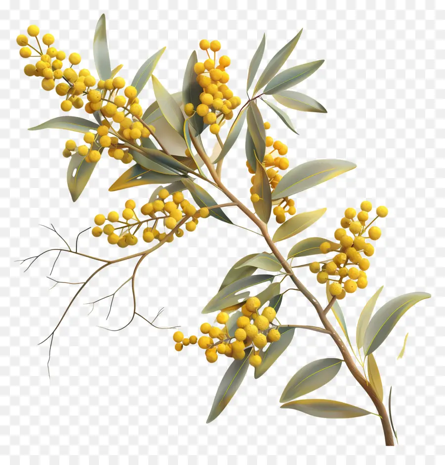 Acacia Doré，Baies Jaunes PNG