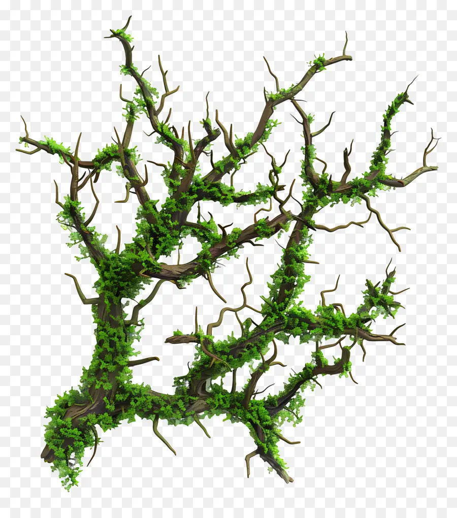 Mousse De Branche D'arbre，Branches D'arbres PNG