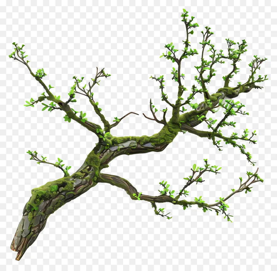 Mousse De Branche D'arbre，Branche Moussue PNG