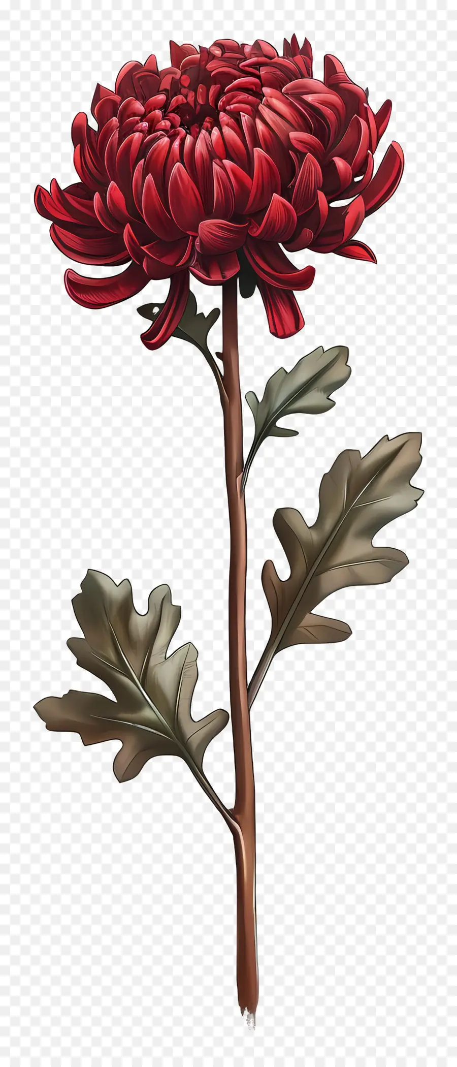 Chrysanthème Rouge，Fleur Rouge PNG