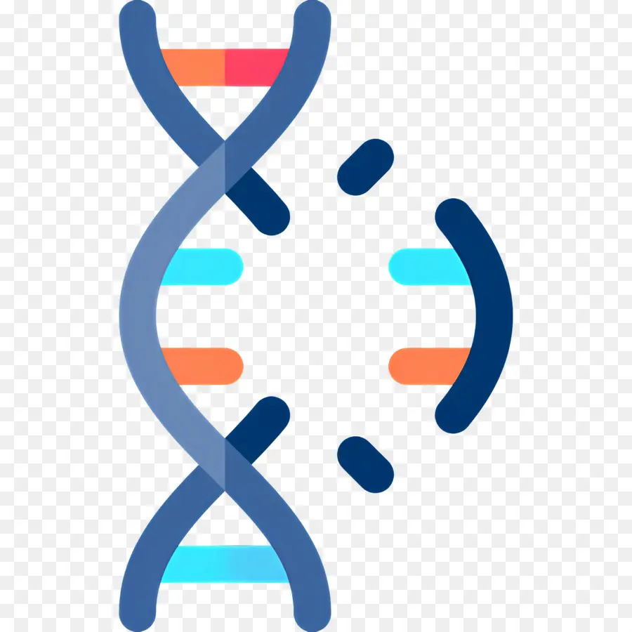 Mutation De L'adn，Adn PNG