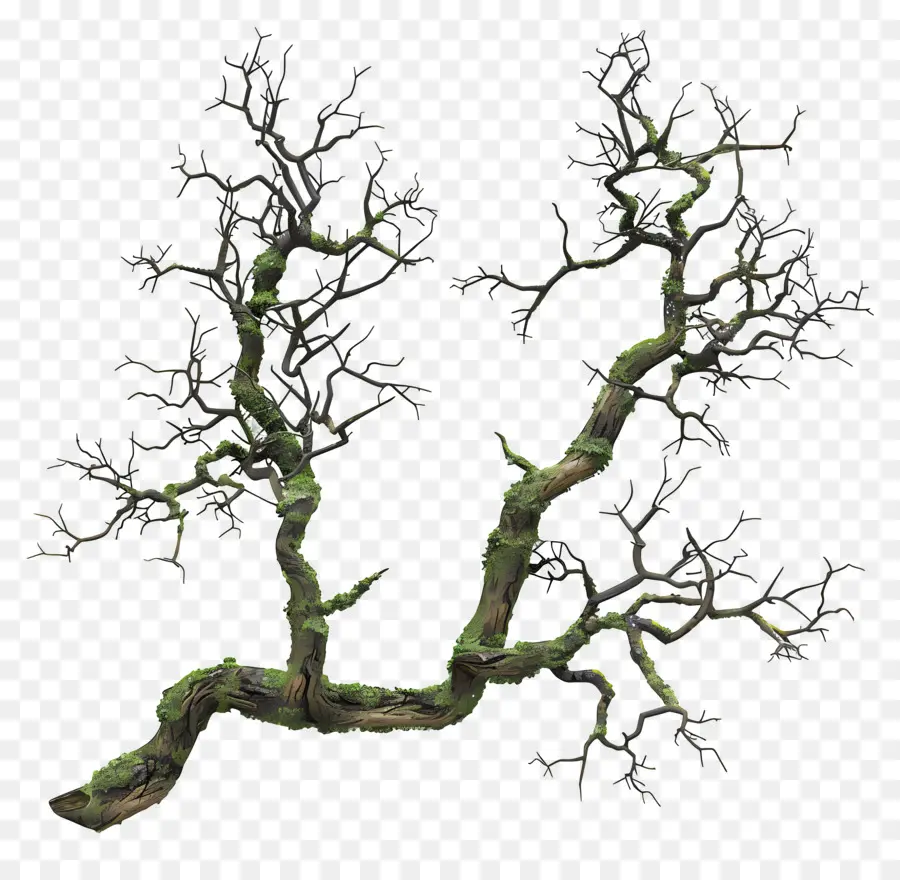 Mousse De Branche D'arbre，Branche Moussue PNG