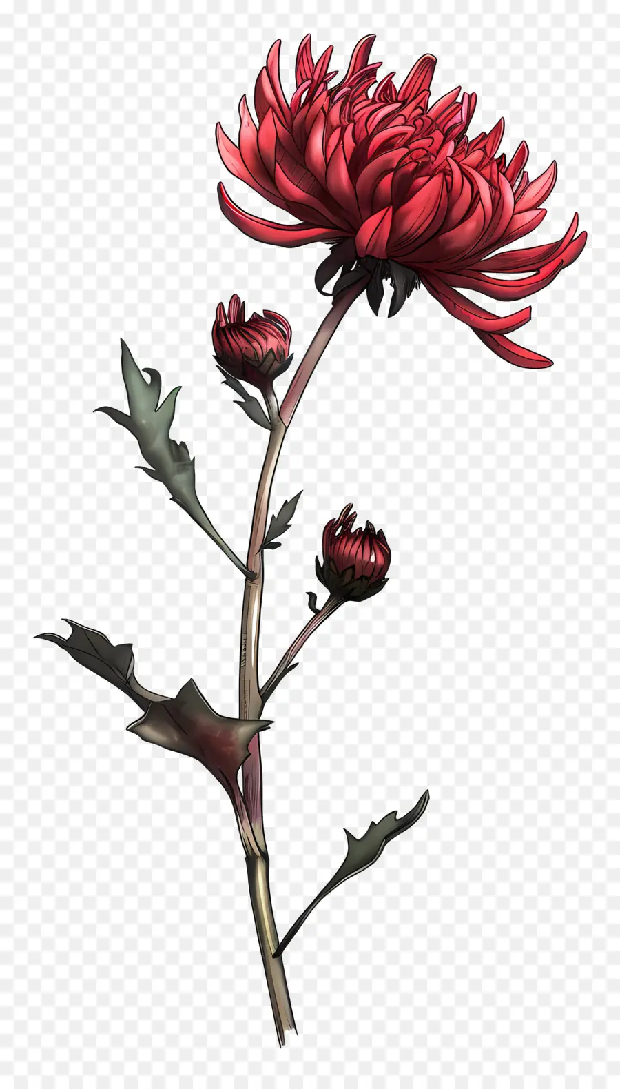 Chrysanthème Rouge，Fleur Rouge PNG