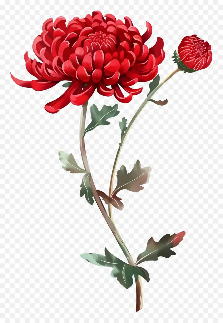 Chrysanthème Rouge，Fleur Rouge PNG