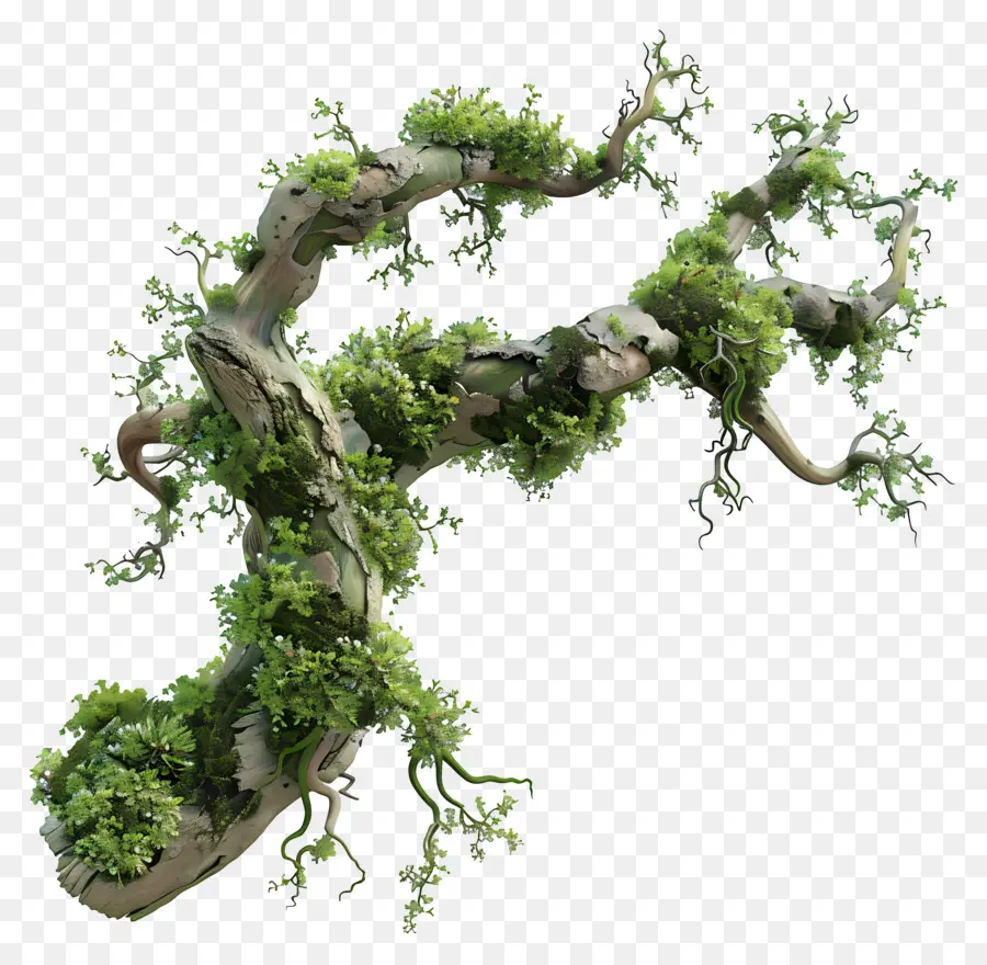 Mousse De Branche D'arbre，Branche Moussue PNG