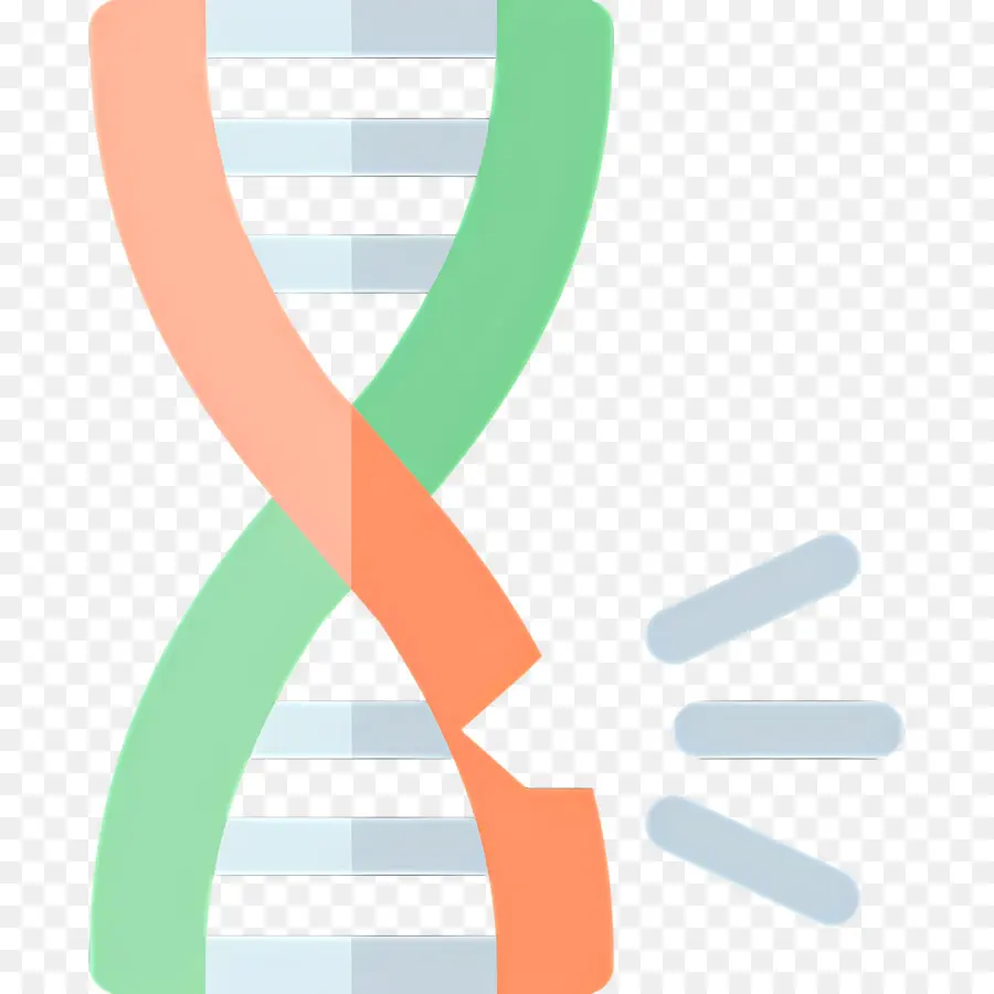 Mutation De L'adn，Brin D'adn PNG